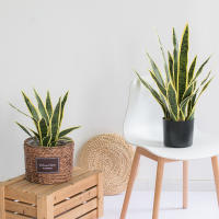 Plantas Artificiales Sansevieria 32/37cm Para Decoración De Jardín Y Hogar Plástico Bonsái DIY Falso Verde Para Interior Y Exterior - details 5