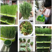 Plato De Crecimiento Sprout 33cmx26cmx5cm Para Microgreens Sistema Hidroponico De Sprouts Herramienta De Jardinería Y Agricultura - details 3
