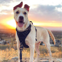 Harnés Para Perros Con Reflectivo Ajustable Y Padded Cómodo Para Caminar Fácilmente Sin Ahogar Vestido De Servicio Ideal Para Actividades Al Aire Libre - details 0