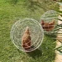 Jaula De Pato De Plástico Para Gallo Y Hamster Juego De 3 Piezas Jaula Sférica De Seguridad Para Cría De Pollos Alimentación Libre En Campo - details 1