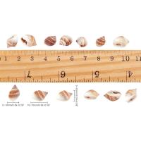 300 Pcs Encantos De Concha De Playa Naturales En Espiral Sin Perforar Para Creación De Joyas Y Manualidades De Verano - details 1