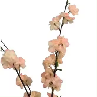 Almond Blossom 102cm Crema/Rosa Blanco Dino - 1