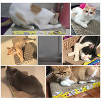 Juguete Para Gatos Placa De Afilado De Uñas De Cartón Corrugado Resistentes Al Desgaste Para Sofá Almohada Y Cama De Gatos - details 4