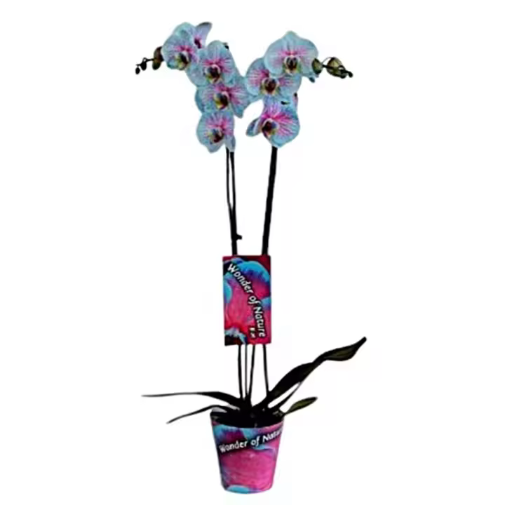 Planta natural flor de Orquidea Phalaenopsis. Bicolor. Segura Garden. Sus exquisitas flores simbolizan amor y prosperidad, aportando sofisticación y frescura a cualquier espacio. - 1