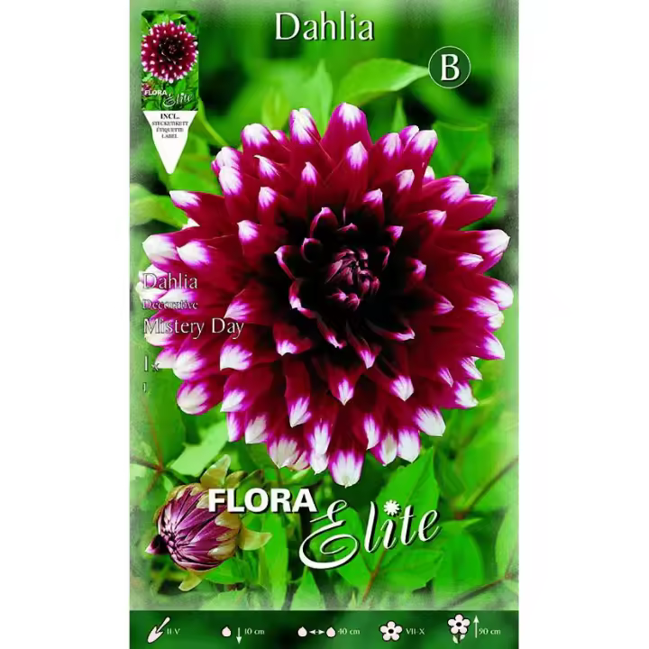 Bulbo Dalia decorativa granate punta blanca  1 ud - 1