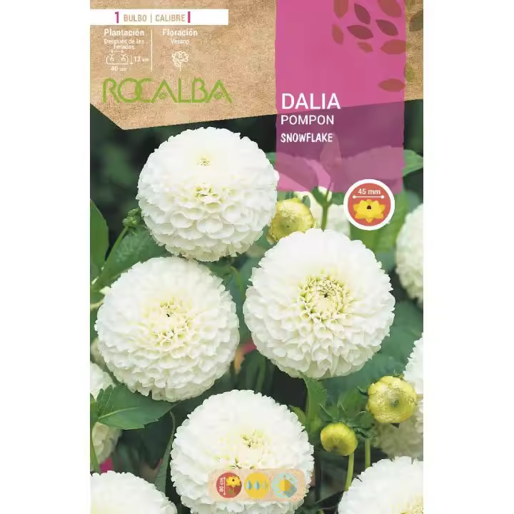 Bulbo Dalia pom pom blanca 1 unidad - 1