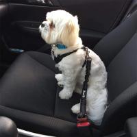 Correa De Seguridad Ajustable Para Perros Retráctil Con Almohadillado Correa De Coche Para Mascotas Material De Nylon - details 4