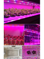 5M Luz De Crecimiento Para Plantas LED De Espectro Completo 5050 SMD Diodo Rojo Azul DC12V Para Flores Verduras Semillas De Plántulas - details 4