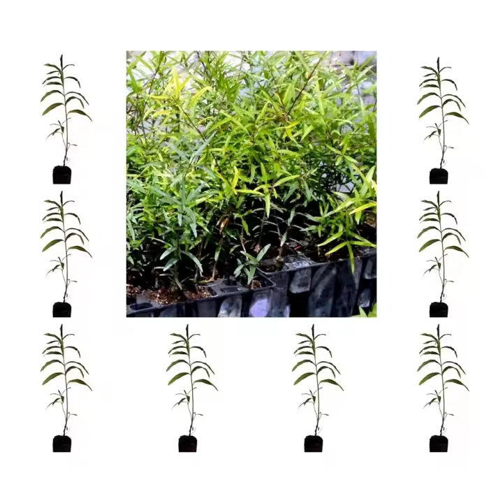 ¡¡¡ 10 Plantas !!! natural Cistus Ladanifer. Jara Pringosa. 20-30 cm. En cepellón listos para plantar. Mejora el suelo, atrae polinizadores, controla erosión. Aroma espectacular. - 1