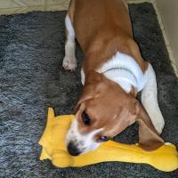 Juguete Duradero De Látex Para Masticar Con Silbato De Pollo Gallo Perro Grande Durable De Goma Natural Para Masticar Y Moler Dientes - details 6