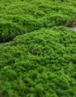 Carpetas De Moss Artificial De Hierba Verde Para Decoración De Jardín Interior Y Exterior Tapete De Piedra Falsa Para Paisajismo DIY Y Terrarios - details 0