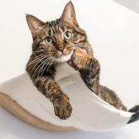 Hammock Para Gato De Pared Con Estantes Y Descansos Estables Para Dormir Jugar Subir Y Descansar Mobiliario Para Gatos PETRAVEL - details 1