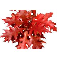 Planta natural arbol Quercus Rubra. Roble Americano. Sombra rápida, belleza otoñal con colores rojos intensos, madera de alta calidad, biodiversidad para fauna y mejora del suelo, siendo resistente y adaptable a diferentes climas. Segura Garden - details 0