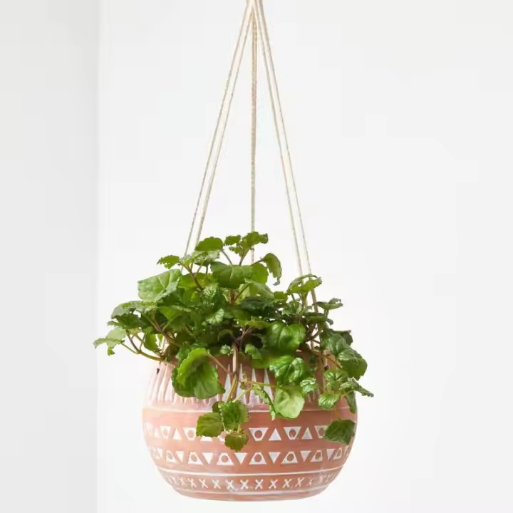 Planta del Dinero Colgante | Hiedra Sueca | Interior | Prosperidad Económica - 1
