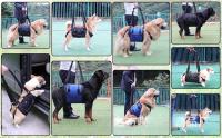 Silla Portátil Para Perro Soporte De Piernas Traseras Y Cadera Para Ancianos Y Perros Llorosos Ayuda En La Rehabilitación Y Levantamiento - details 11