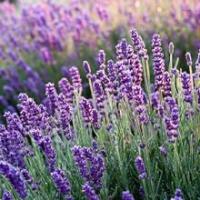 Deskansa Naturkea: Relajante Natural para Dormir Mejor y Combatir el Estrés - Melatonina, Valeriana, Triptófano, Vitamina B6 - details 2
