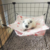 Colchón De Encaje Para Hamsters Y Otros Pequeños Animales Almohadilla De Malla De Rattan Para Chinchillas Nutria Y Erizos Suministros De Mascotas - details 4