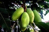 Planta natural Frutal Mango. Elegir variedad. Arboles y frutas tropicales.  Segura Garden. Plantar un mango en tu huerto brinda frutas deliciosas, aporta sombra, mejora la biodiversidad y contribuye al equilibrio ecológico de tu entorno. - details 0