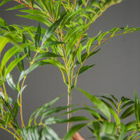 Arbol Artificial Grande De 78-140cm Hojas De Nandina Y Palma Real Tacto Planta De Bambú Falso Para Decoración De Jardín Oficina Y Hogar - details 10