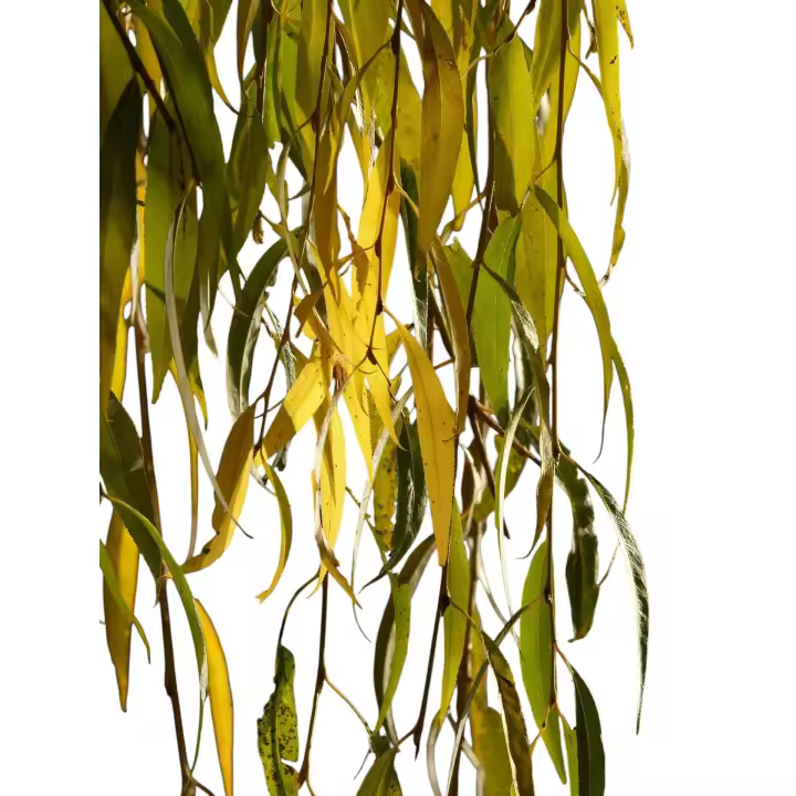 Planta natural Salix Babylonica. Sauce Llorón. Embellece paisajes, da sombra, controla la erosión, mejora suelos húmedos, apoya biodiversidad y crece rápido. Ideal para riberas y jardines, purifica el agua y estabiliza el terreno. Segura Garden - 1
