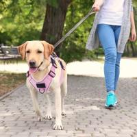 Arnes Para Perros De Medio Y Grande Con Cubierta Protectora De Silicona Antideslizante Ajustable Para Pecho No Hay Pull En Todas Las Estaciones Tamaños S M L XL Colores Negro Rojo Morado Rosa - details 2