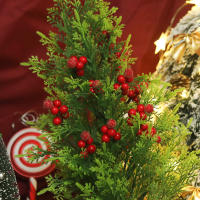 10PCS Flores Artificiales De Bayas Para Decoración De Navidad Arbol De Navidad Corona De Navidad DIY Accesorios De Scrapbooking - details 0
