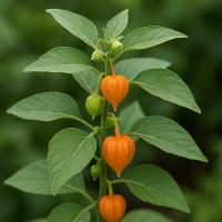 Ashwagandha en Polvo Ecológica 125g SaludViva – Suplemento Ayurvédico Natural - details 2