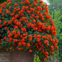 Trompeta Vine-Campsis taglibuana 'Mme Galen'-Altura 110-120cm-de 17cm - details 3