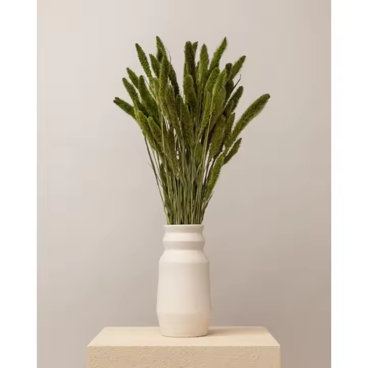 Setaria seca verde (mazo)-Mazo completo - 1