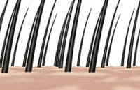 Cabello fino