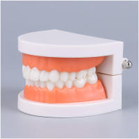 Modelo Dental Estándar De Dientes Humanos Para Enseñanza Y Estudio Práctica De Limpieza Perfecto Para Niños Montessori - details 9