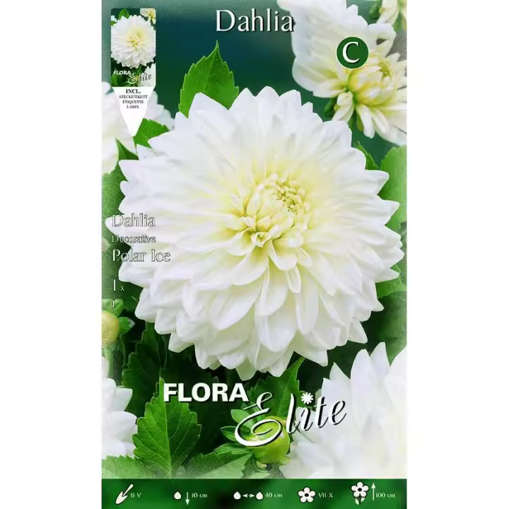 Bulbo Dalia decorativa blanco puro 1 ud - 1