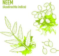 Aceite de Neem FINCA CASAREJO 100/250 Ml - Insecticida Orgánico y Protección para Plantas - details 1