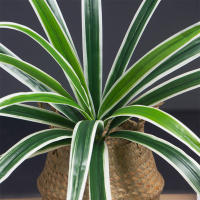 Gran Planta Artificial De Bambú 60cm Con 18 Hojas Hojas Verdes De Orchidáceas Para Decoración De Jardín Y Hogar Material Plástico - details 11