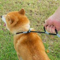 Correa Y Collar Para Perros De Nylon Doble Mano Para Entrenamiento Sin Arrastre Fuerte Para Perros Medianos Y Puppies - details 6