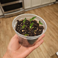 Juego De 5 Macetas De Cultivo Transparentes De Plástico Con Agujeros Para Drenaje Tamaños Variados Para Plantas Y Semillas - details 2