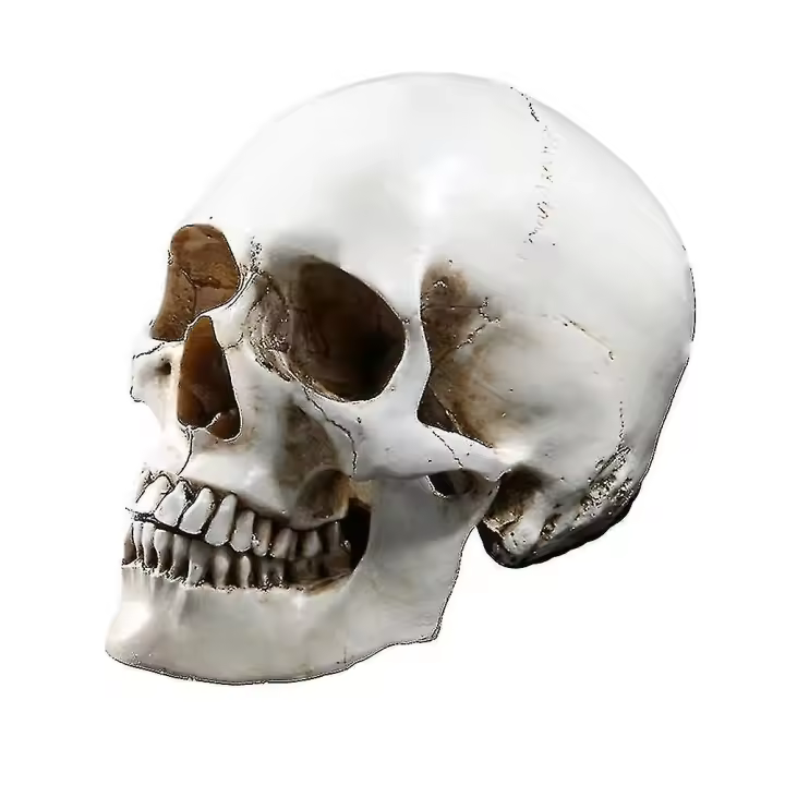 Réplica de médicos anatómico tamaño natural 1:1 cráneo humano modelo resina - 1