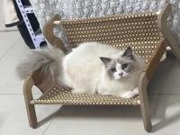 Cama De Gato De Verano Con Almohadilla Refrescante Sofá Resistentes Al Desgaste Rattan Silla De Descanso Casa De Perro Casa De Gato Hogar Para Mascotas - details 6