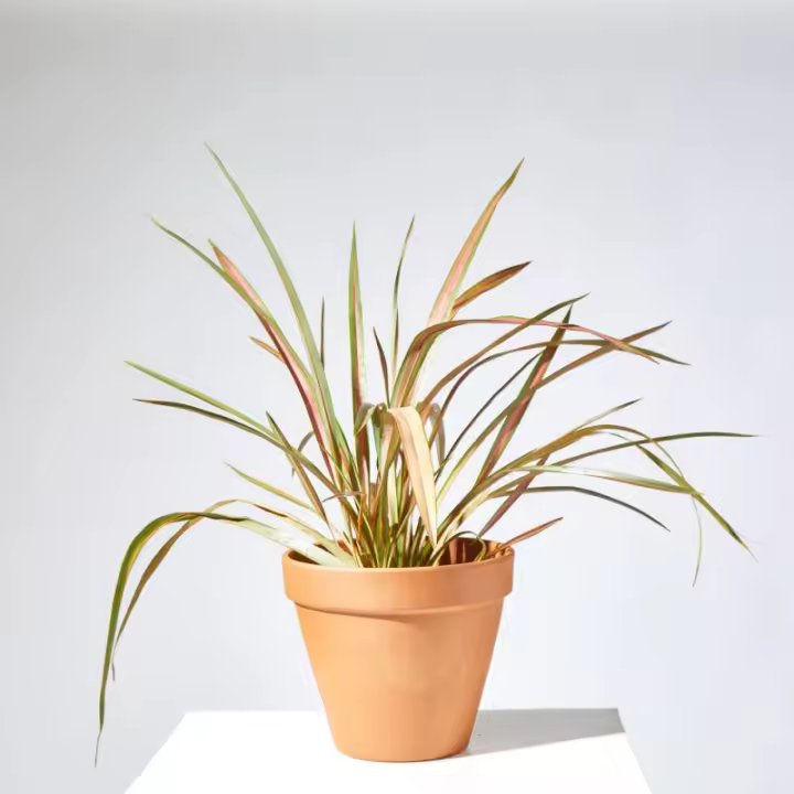 Verdecora PHORMIUM - 1