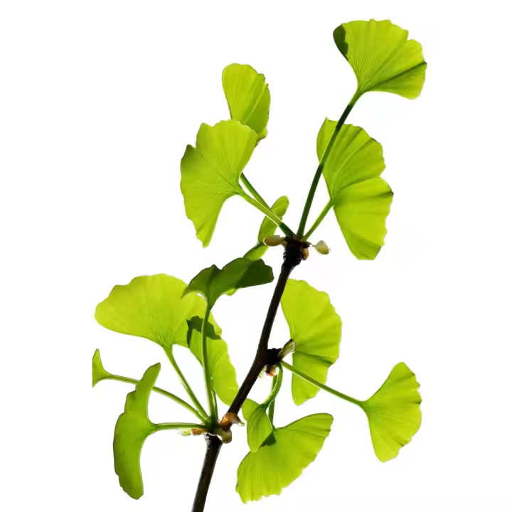 Planta natural arbol Ginkgo biloba. Elegir medida. Resistente a la contaminación, plagas y enfermedades, ideal para entornos urbanos. Sus hojas únicas aportan belleza estacional, con un color amarillo dorado en otoño, y es de bajo mantenimiento. - 1