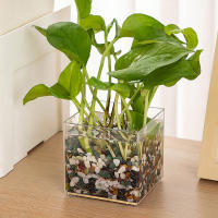 Jarrón De Plástico Transparente Y Minimalista Moderno En Forma De Cuadrado Para Decoración Del Hogar Y Estudio Contenedor De Plantas Hidroponicas - details 3