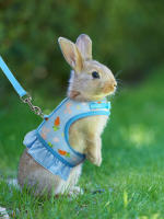 Harnés De Conejo Con Correa Ajustable Y Malla Transpirable Para Cachorro De Conejo Cochinilla Pequeño Animal De Peluche - details 0