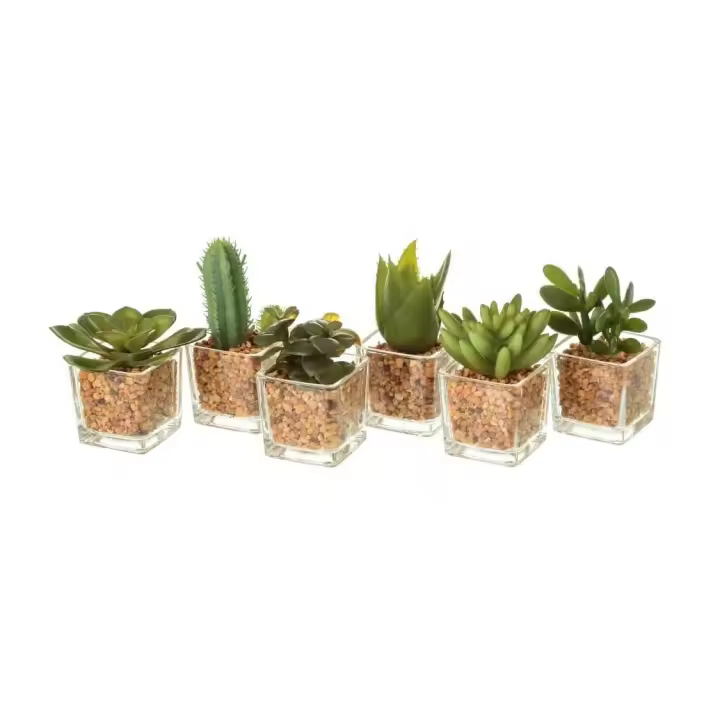 Dcasa Pack 6 Cactus Artificial plástico en Maceta de Cristal - 1