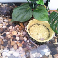 Tazón De Alimentación Para Reptiles Y Tortugas De Resina 10cm Olla De Alimentos Y Agua Para Acuarios Suministros Para Lagartos Y Scorpiones - details 4