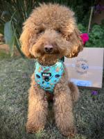Arnés Premium para perro antitirones ajustable marca Aribabi – Colección Cookies - details 2
