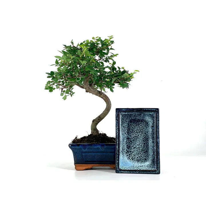 Pack De Bonsái Zelkova - Olmo Chino de 6 Años + Plato Bonsaigranada - 1