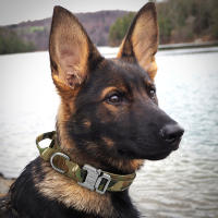 Collar Táctico Para Perros De Medio a Grande Camuflaje Duradero Para Caminar Y Entrenamiento Adecuado Para El Sheperd Aleman - details 9