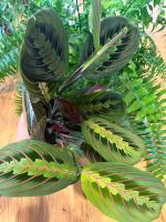 PLANTA MARANTA LEUCONERA DE INTERIOR | PLANTA DEL REZO | PLANTA DE LA ORACIÓN | | PET FRENDLY | PLANTAS POCA LUZ | EXTERIOR PLANTAS FACILES | PLANTAS DE POCO CUIDADO | ENVIOS A TODO EUROPA | PLANTAS DE OFICINA | MEDIA SOMBRA | TURBA | SUSTRATO | VIVERO | - details 1