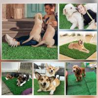 Pataca De Grama Artificial Para Perros Grande Tapete De Inodoros Portátil Para Entrenamiento De Mascotas Material Fibra Lavable Al Agua Ideal Para Exteriores - details 52