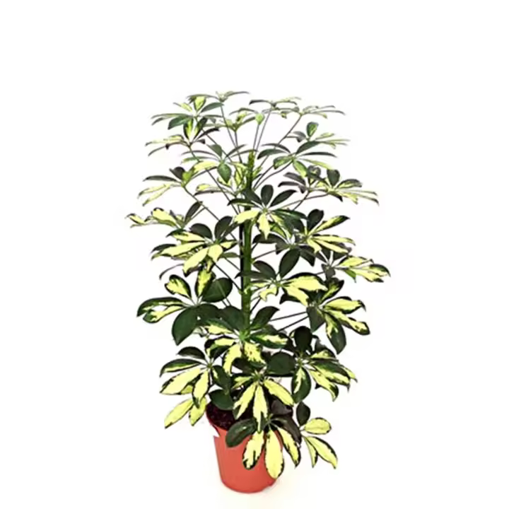 Planta natural Cheflera, Scheflera. Segura Garden. La Schefflera es una planta de interior resistente y fácil de cuidar, mejora la calidad del aire y añade un toque natural y elegante al hogar. - 1